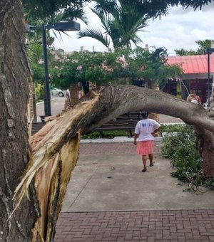 Parte de árvore cai no Mercado do Artesanato