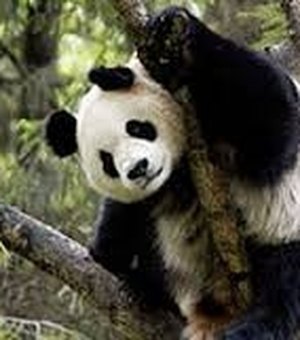 Panda sai e gorila entra na lista de animais ameaçados de extinção