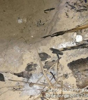 Filhotes de tartaruga marinha morrem carbonizados em praia do litoral norte
