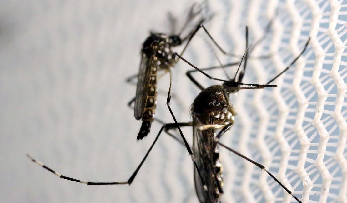 Alagoas foi o 5º estado do Nordeste com mais casos de dengue em 2021