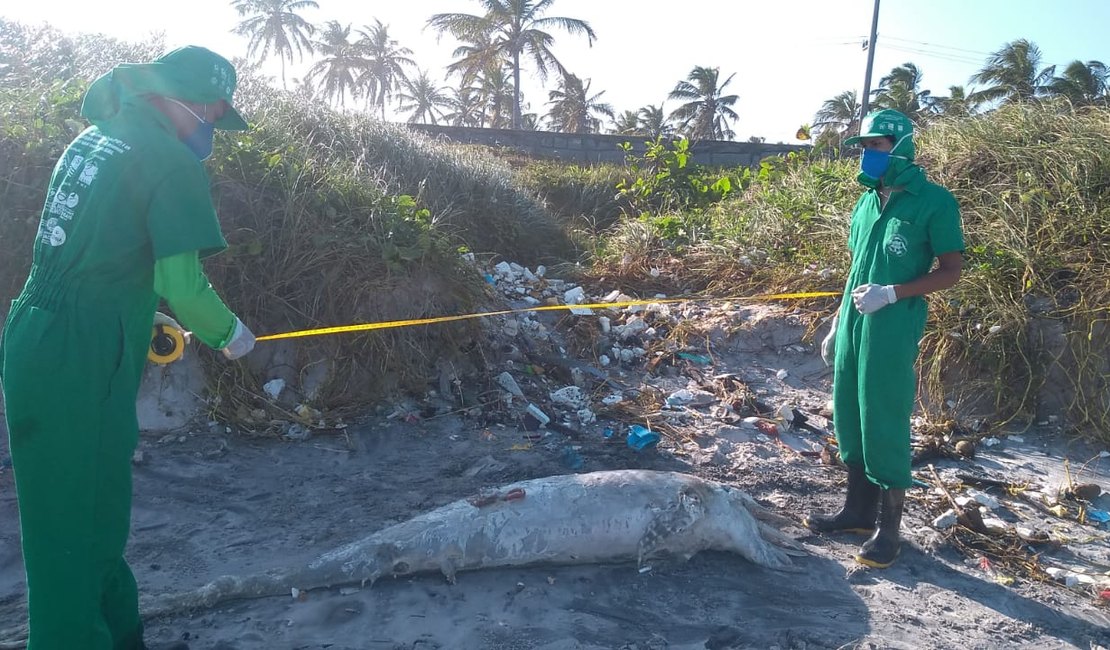 Golfinho é encontrado morto na praia do Pontal
