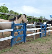 Cavalos encantam com beleza e performance em Arapiraca
