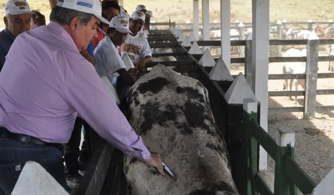 Mais de 800 animais são vacinados contra aftosa em Murici