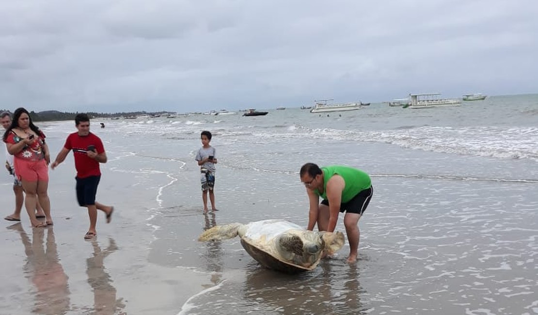 Tartaruga é encontrada morta em praia de Maragogi