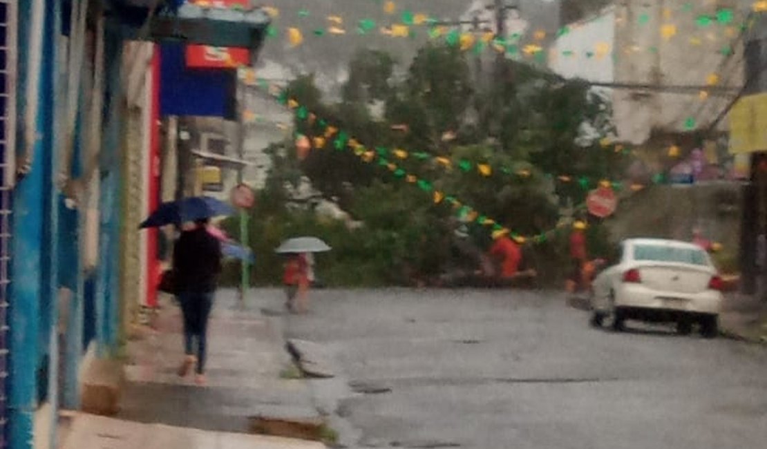 Árvore cai e deixa rua bloqueada no Centro de Maceió