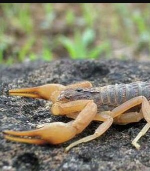 Bairros Primavera e Brasília lideram casos de picadas de escorpião 