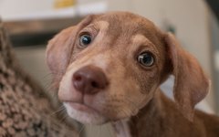 Cachorro para adoção da ONG Pata Voluntária