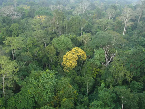 Amazônia: governo analisa ampliar faixa de fronteira para permitir atuação das Forças Armadas
