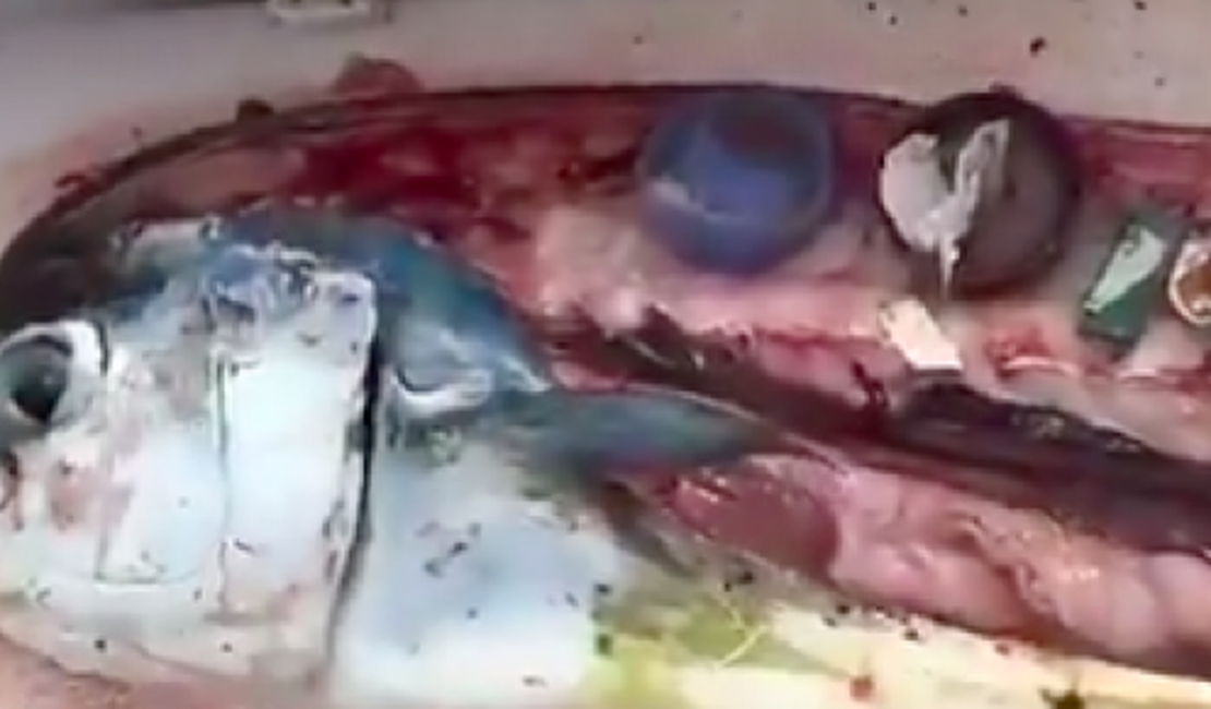 [Vídeo] Chef publica vídeo de lixo plástico encontrado no estômago de um peixe