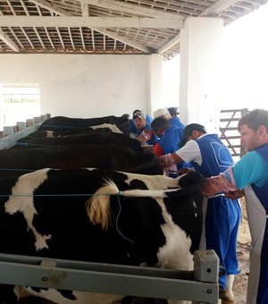 Produtores rurais aprendem técnicas de inseminação artificial de bovinos