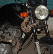 Homem leva susto quando vê cobra “pegando carona” na motocicleta
