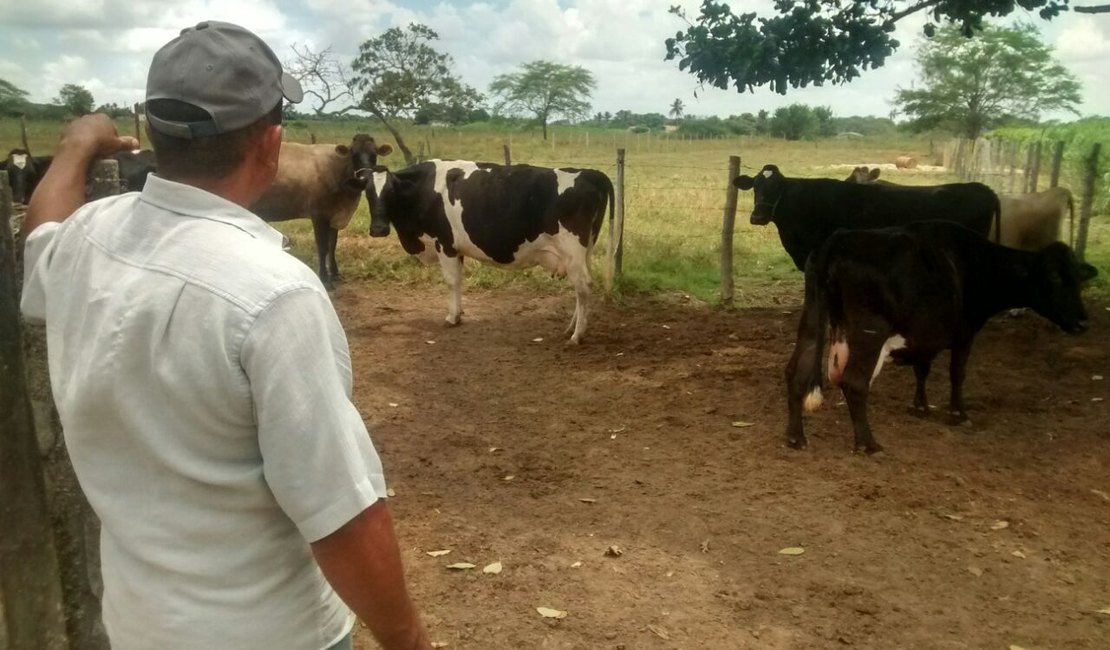 Arapiraca quer ampliar programa de inseminação artificial bovina