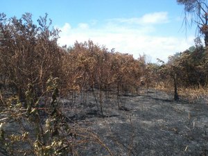 IMA investiga causa do incêndio que atingiu mata em Marechal Deodoro