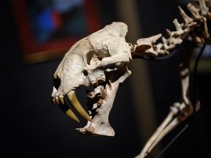 Esqueleto de tigre dentes-de-sabre é vendido por US$ 84,2 mil em leilão