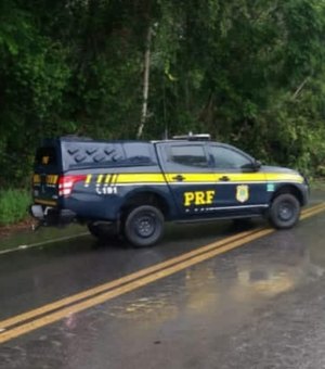 Queda de árvore interdita trecho da BR-101 no município de Rio Largo