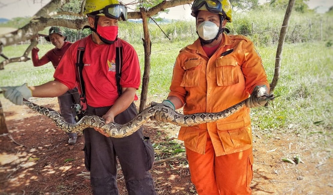 Cobra com mais de dois metros é encontrada na zona rural de Coité do Nóia