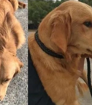 Cão anda por 14 dias tentando voltar para casa após fugir de lar temporário