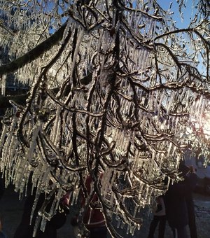 Frio em SC: Sexta-feira tem -8ºC, sincelo, geada, árvores congeladas e chance de neve
