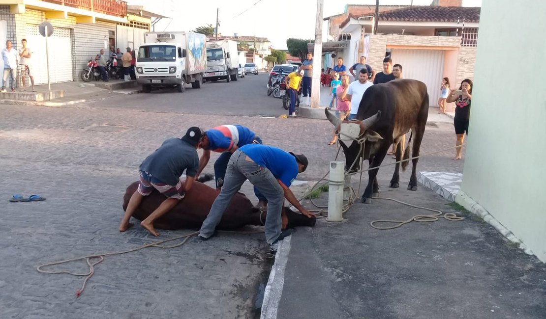 [Vídeo] Dez bovinos fogem de cercado e assustam populares em Arapiraca