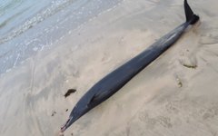 Golfinho foi achado morto em Paripueira