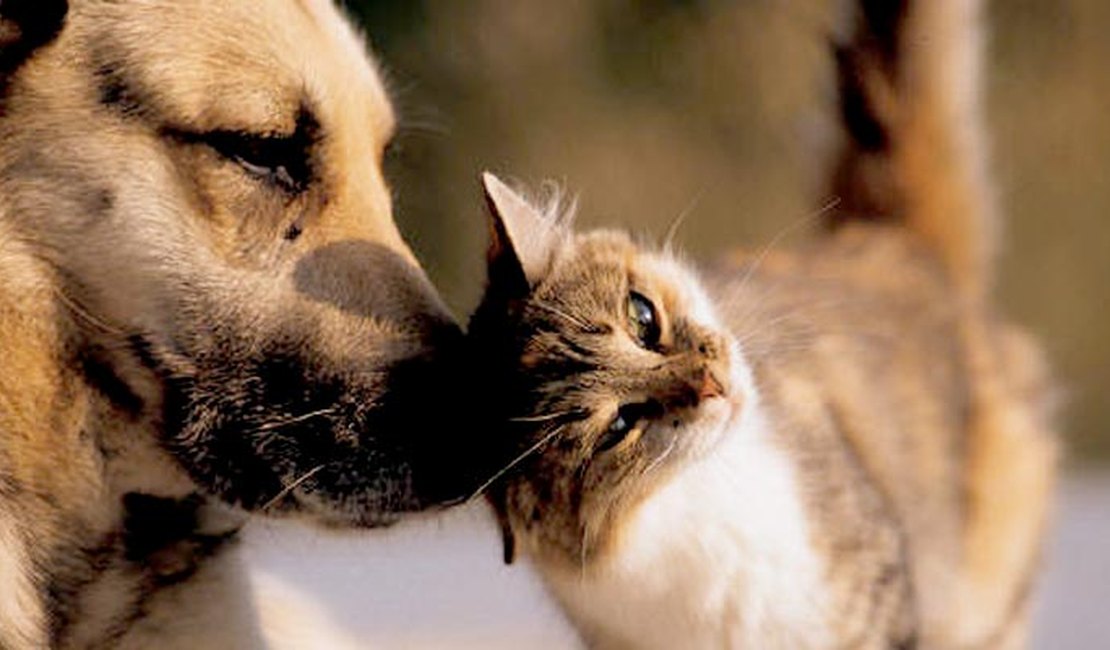 Equipe do Pet Amigo orienta tutores sobre o câncer de mama em gatas e cadelas