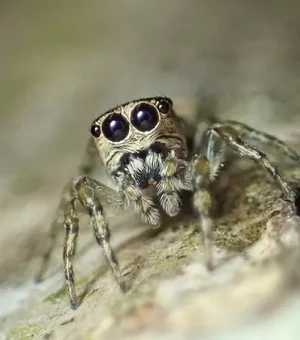 Saltadora e com 8 olhos: A aranha brasileira que foi a 50.000ª registrada