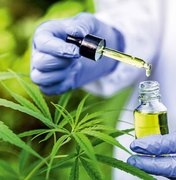 AL é um dos cinco estados do Nordeste em que a cannabis medicinal é legalizada