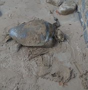 Tartaruga é encontrada morta na Praia de Barra Grande, em Maragogi