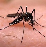 Palmeira dos Índios corre risco de surto de Dengue