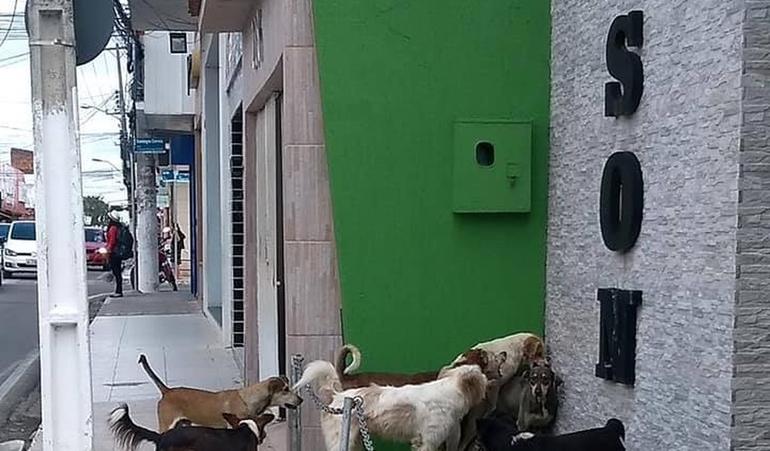 Prefeitura abandona cachorros de rua e animais sofrem com doenças e maus-tratos 