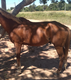 Populares cuidam de cavalo abandonado em terreno próximo de faculdade em Arapiraca