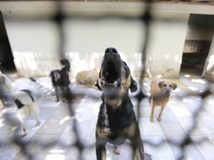 Senado aprova projeto que proíbe sacrifício de cães, gatos e aves por órgãos de controle de zoonoses