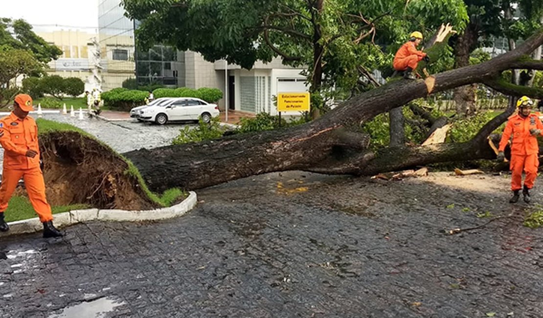 Árvore centenária cai no estacionamento do Palácio do Governo