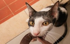 Gato para adoção da ONG S.O.S. Pet Pinheiro
