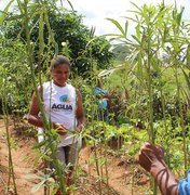 IBGE realiza novo Censo Agropecuário depois de dez anos