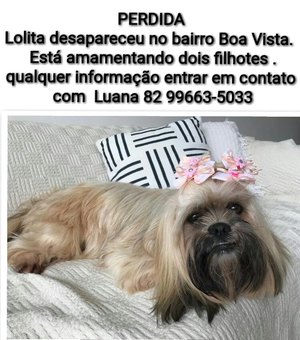 Família procura cadela desaparecida em Arapiraca 