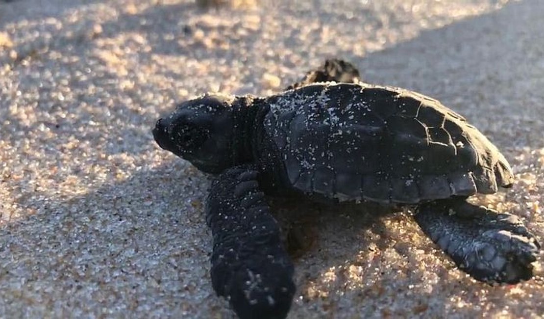 [Vídeo] Filhotes de tartaruga são soltos na praia de Riacho Doce