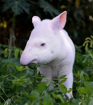 Filhote de anta albina vai contribuir para pesquisa genética sobre parentesco da espécie no interior de SP