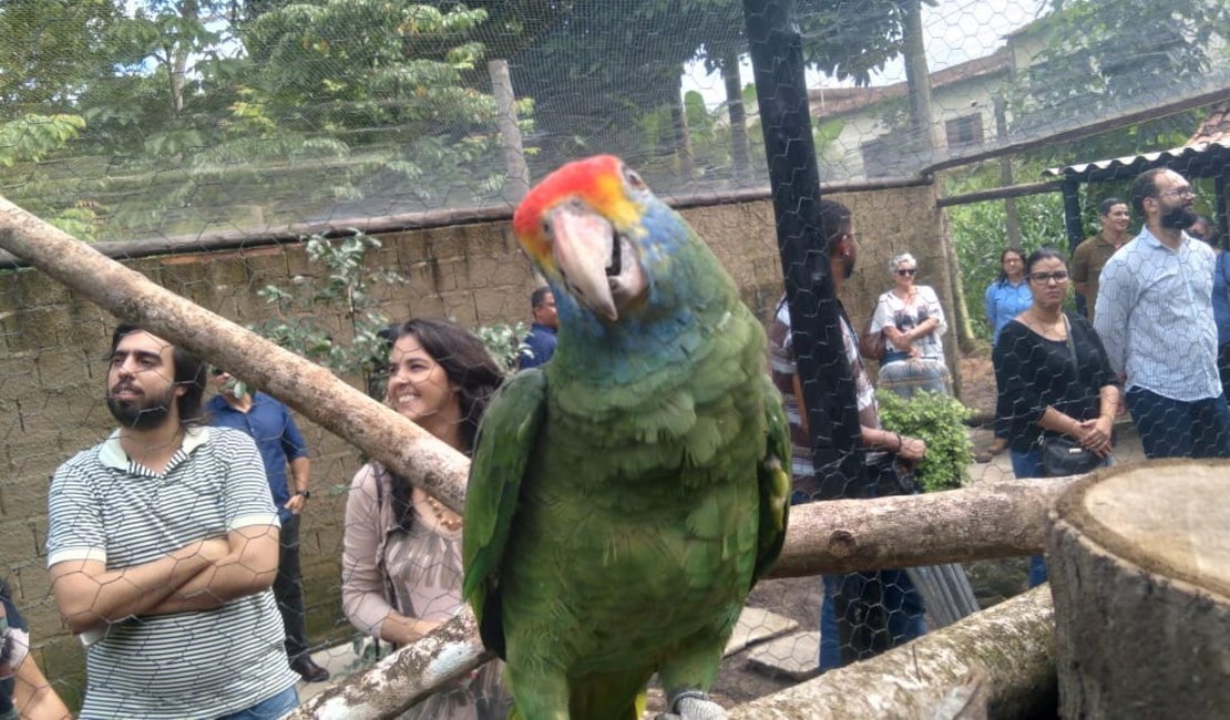 Alagoas recebe mais de sessenta papagaios ameaçados de extinção