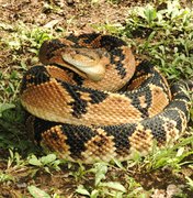 Surucucus, consideradas as cobras mais venenosas da América Latina, assustam moradores no interior de Pernambuco