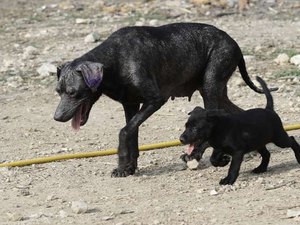 Suspeito de envenenar cachorros no Sertão é preso pela polícia