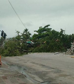 Queda de árvore centenária derruba postes e bloqueia trânsito na Av. Gustavo Paiva