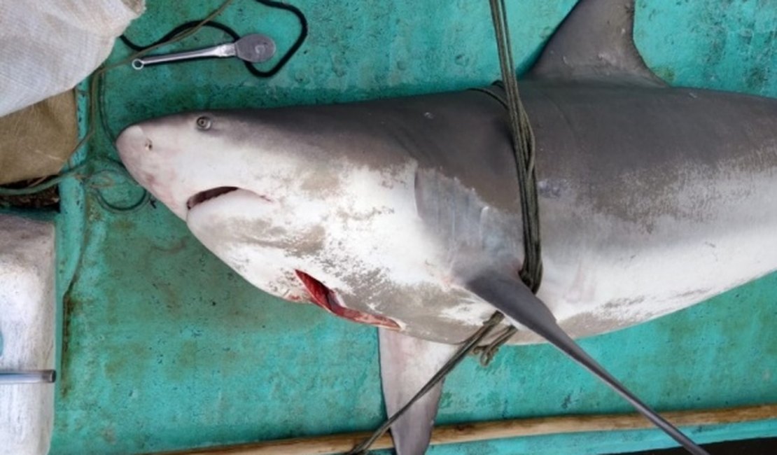 Turbarão é capturado por pescadores na Barra Nova, em Marechal