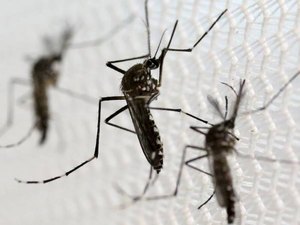 Casos de morte por dengue aumentam 5 vezes em relação ao ano passado 