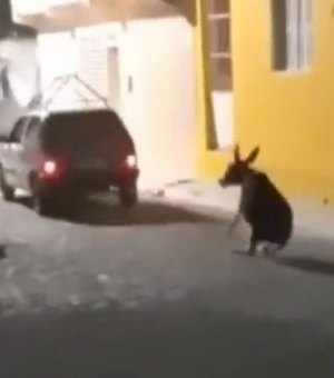 [Vídeo] Homem que arrastou jegue pelas ruas de Pariconha deve se apresentar a polícia nesta quinta