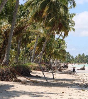Praias de Maragogi estão livres de manchas de petróleo que atingem o Nordeste