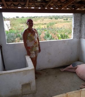 Família tem aumento de 60% na venda de suínos após assistência da Emater