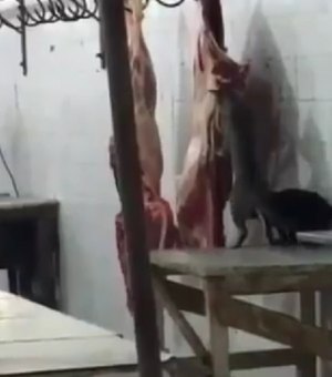 [Vídeo] Gatos são flagrados comendo carne em mercado no Sertão