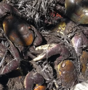 Cerca de 800 caranguejos são devolvido à natureza em Coqueiro Seco