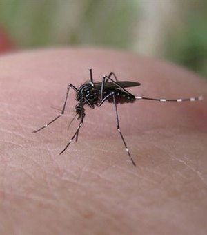 Alagoas registra mais de 2 mil casos de dengue no 1° semestre 